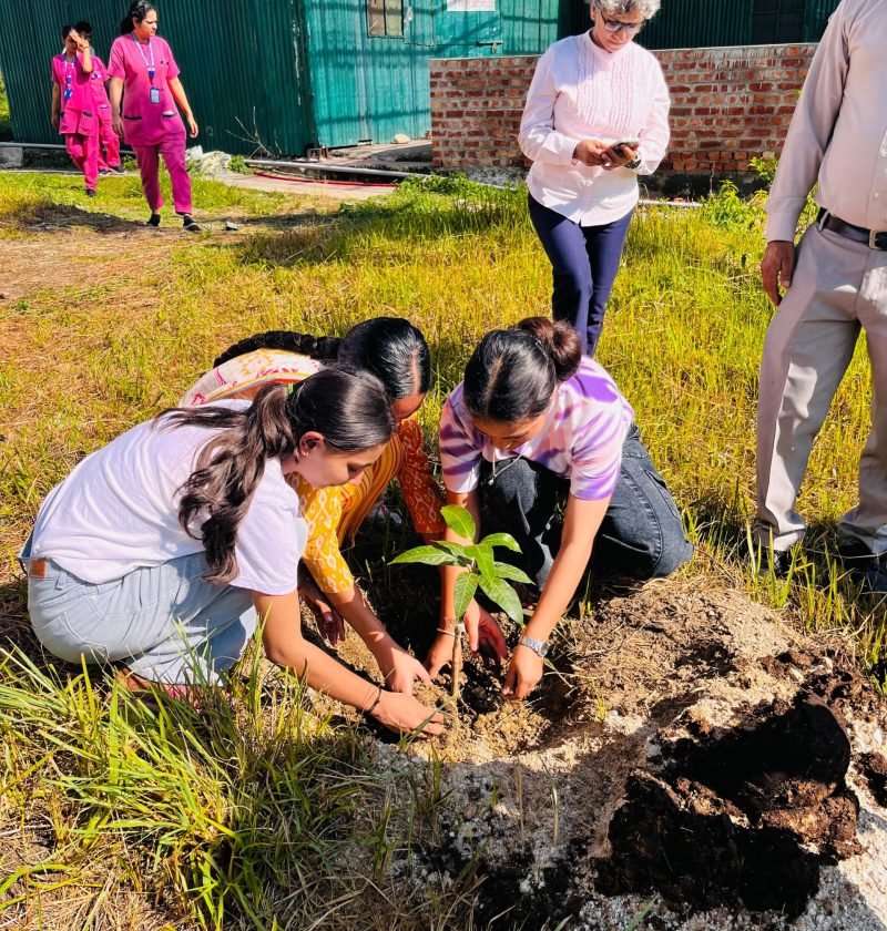tree plantation (4)
